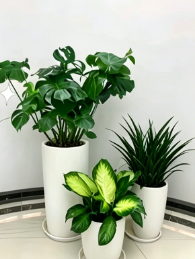 江北花木租摆效果-奉化植物摆放-奉化绿植租摆合同-杭州湾室内植物出租